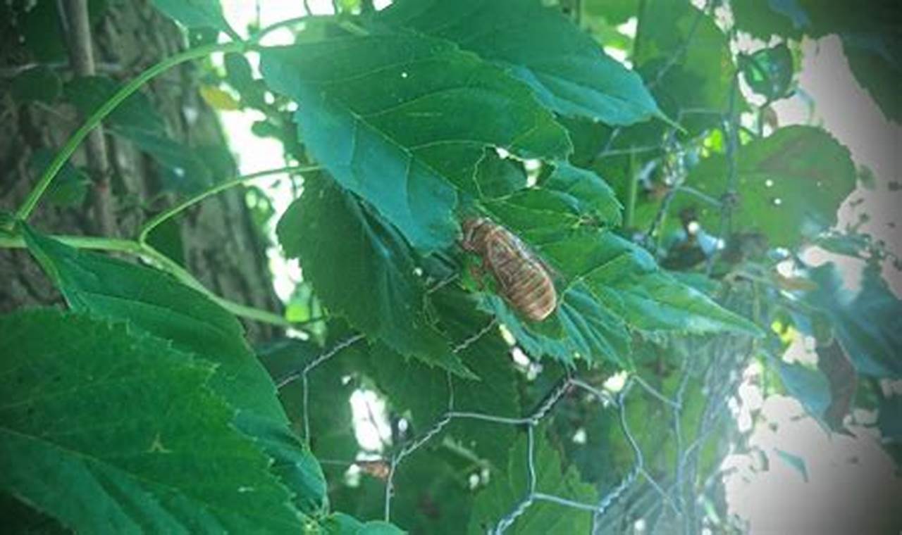 Cicadas 2024 Kentucky Abbreviation