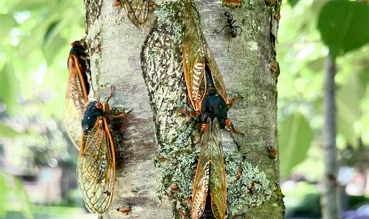Cicadas 2024 Missouri Time
