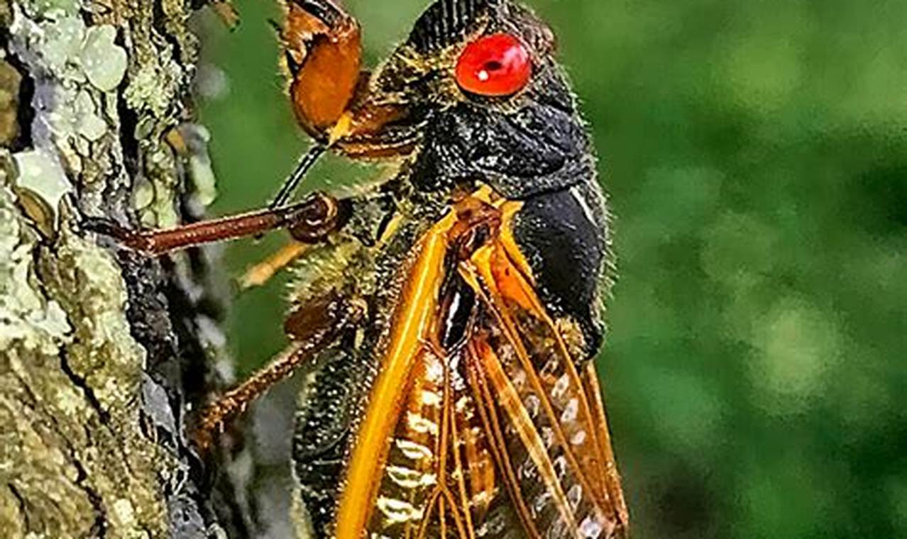 Cicadas 2024 Missouri Zip