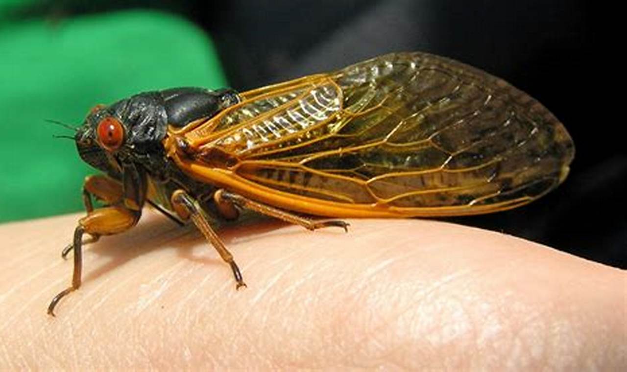 Cicadas 2024 Ohio Meaning