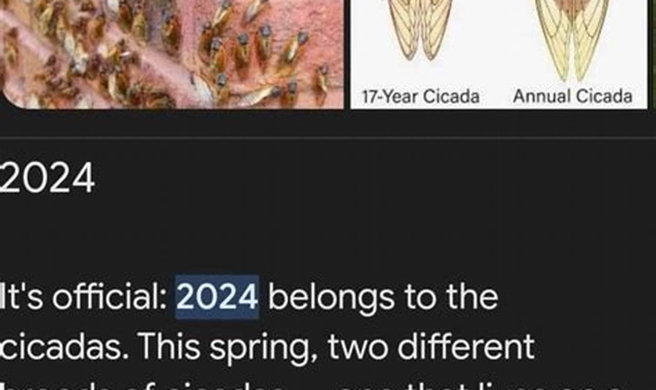 Cicadas 2024 Ohio Meme