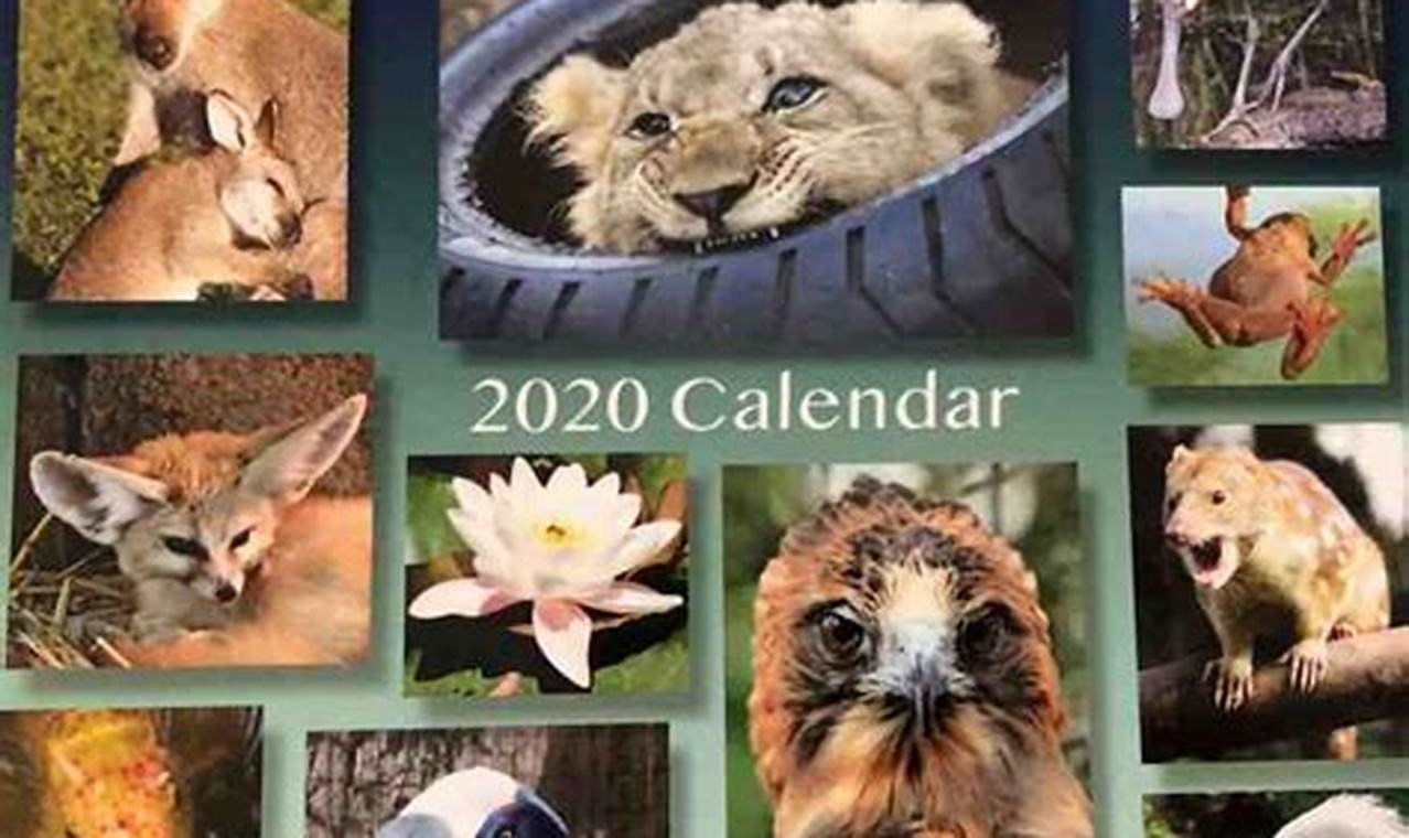 Cincinnati Zoo 2024 Calendar Weekly