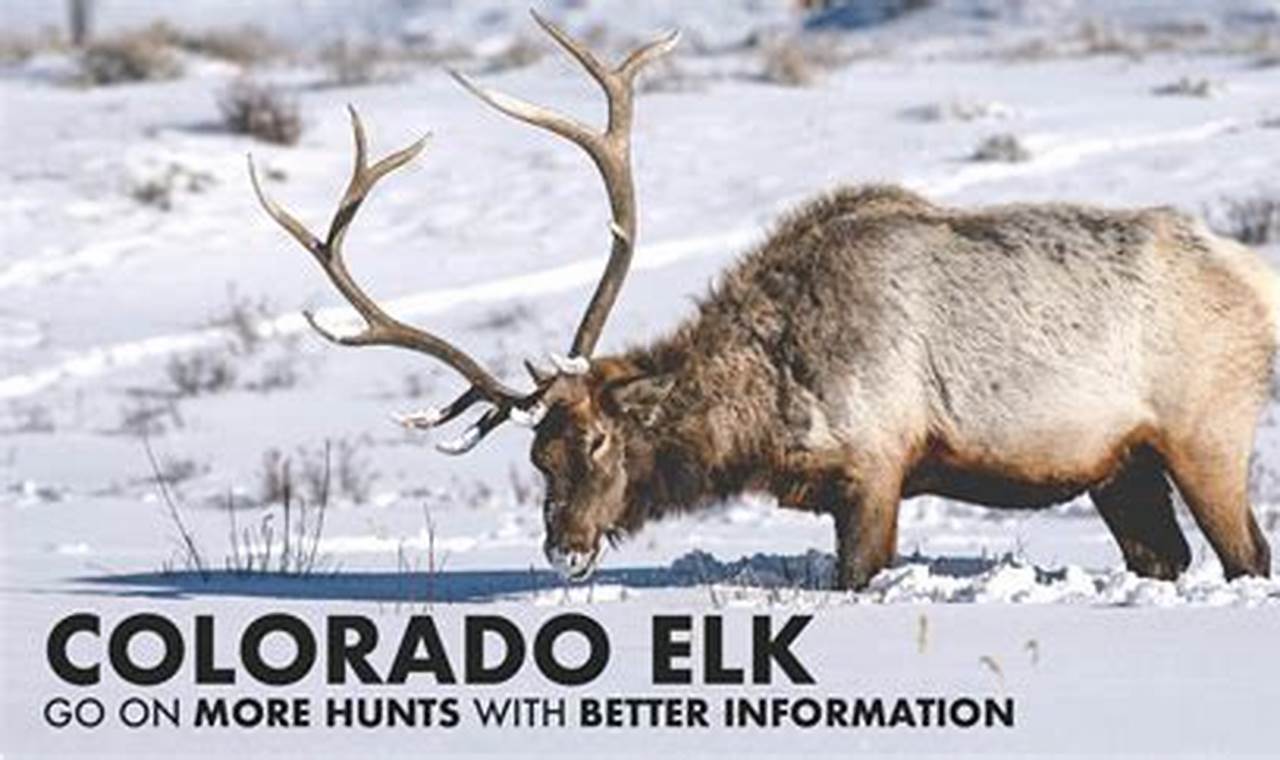 Colorado Elk Population 2024