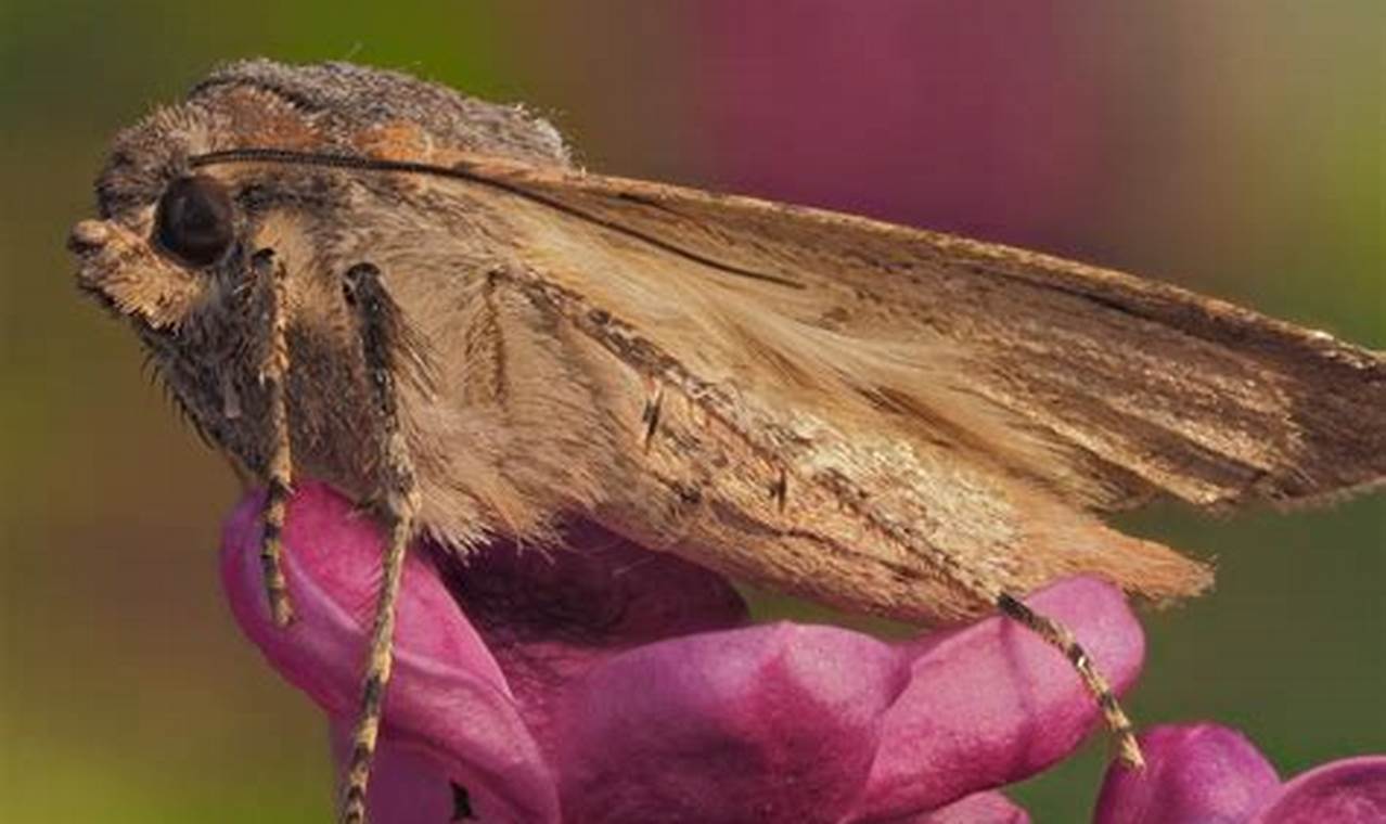 Colorado Miller Moths 2024