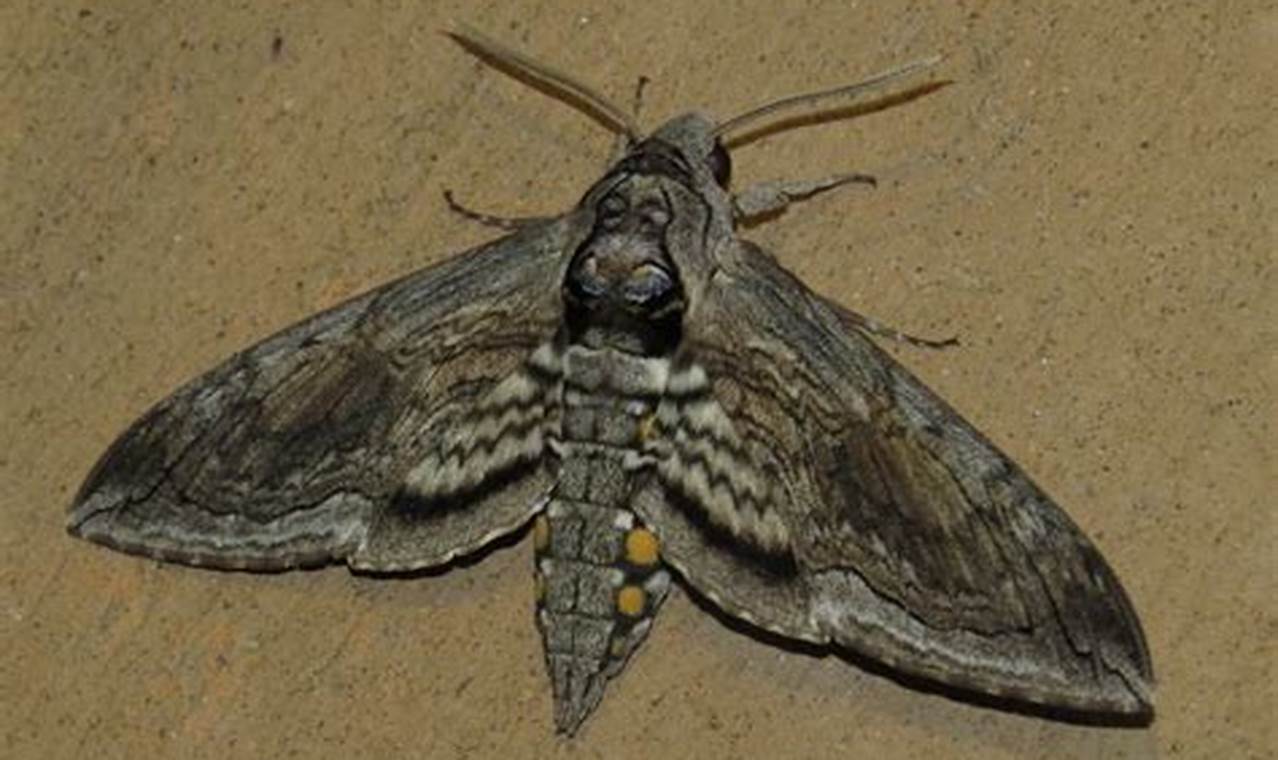 Colorado Moth Season 2024
