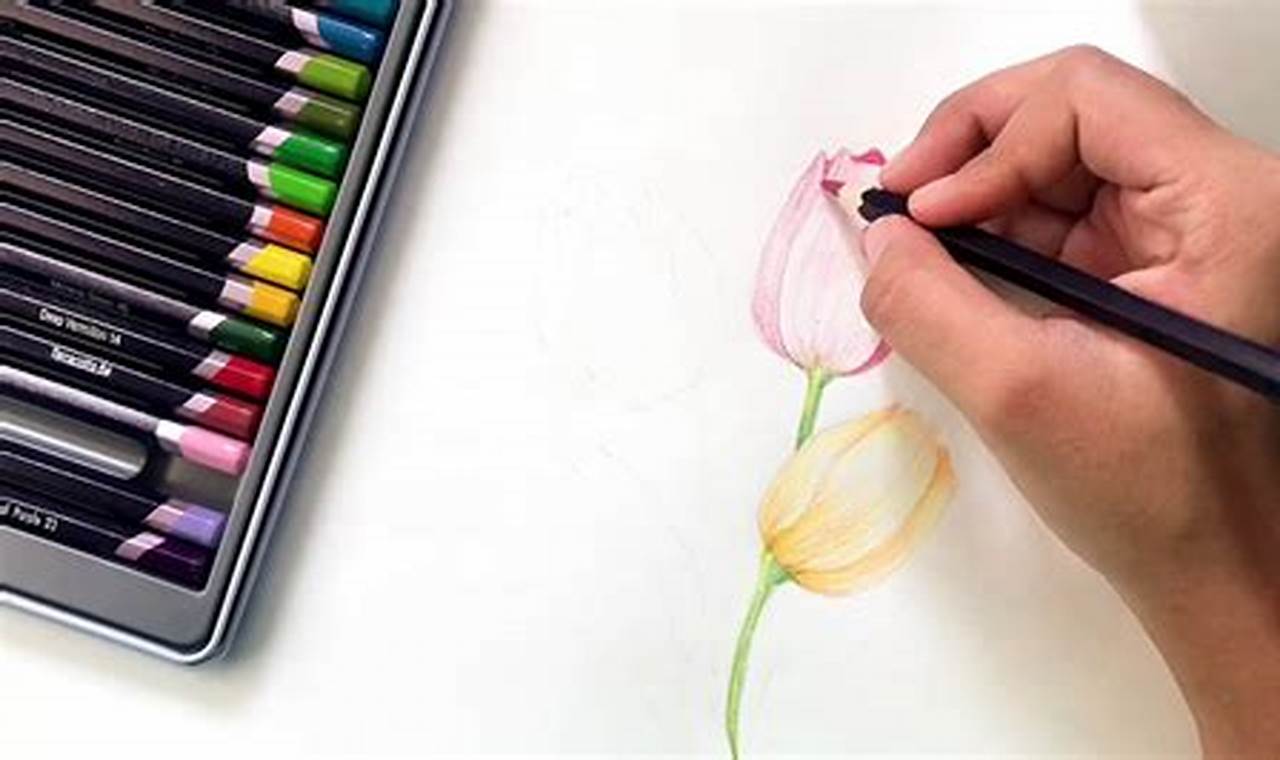 Colour Pencils for Beginners: Unleashing Your Inner Artist