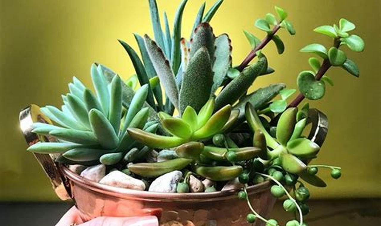 Como Cuidar Da Planta Suculenta Em Vaso
