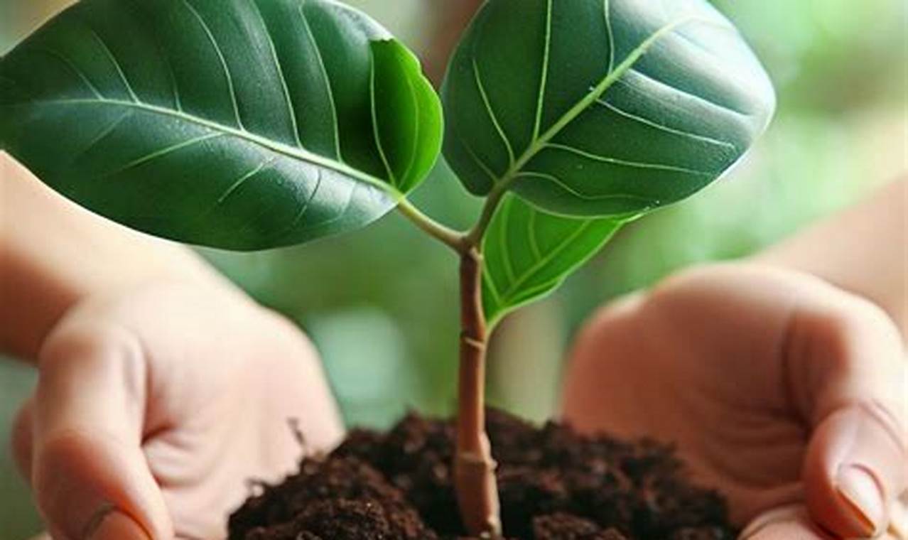 Como Fazer Muda Da Planta Ficus Lyrata