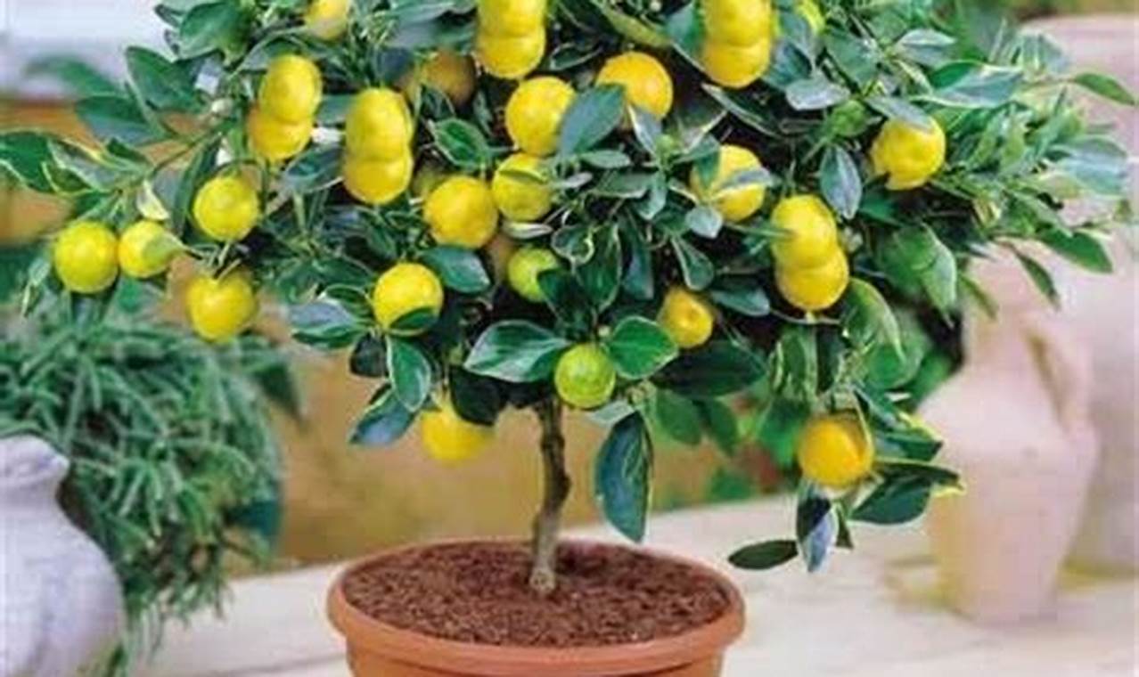 Como Plantar Muda De Limão Em Vaso