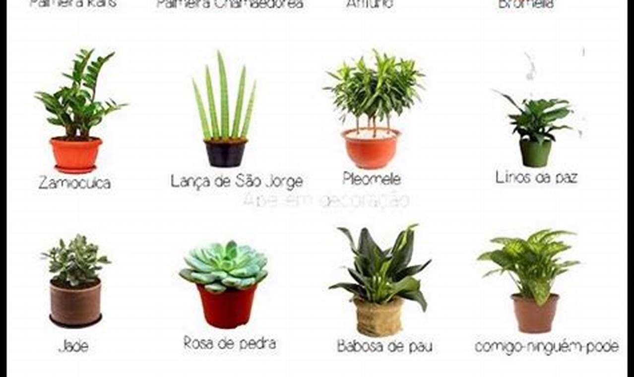 Como Saber Nome De Planta Pela Foto