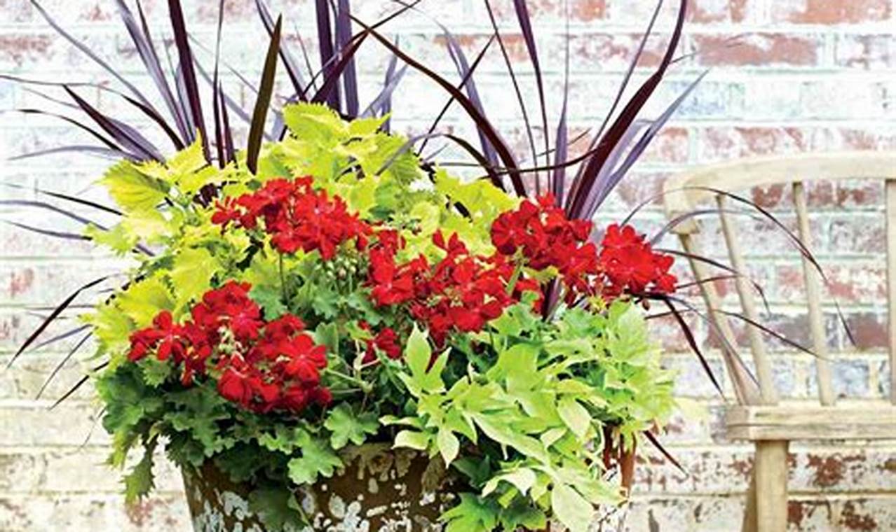 Container Plants For Full Sun And Heat