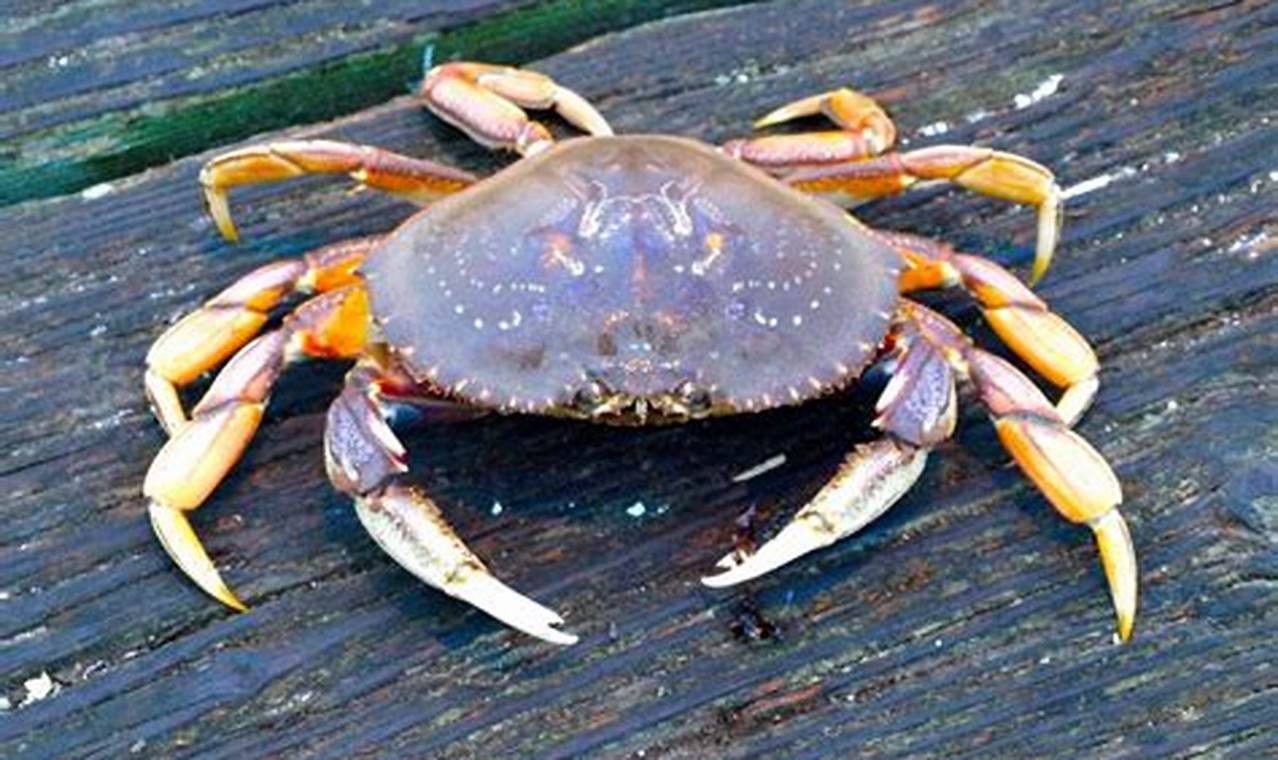 Crab Season California 2024