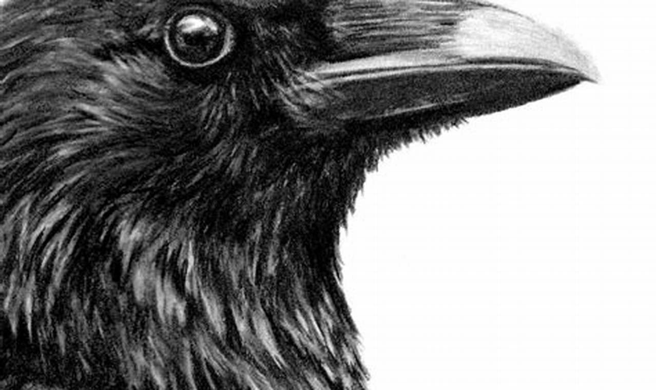 Crow Pencil Drawing - A Step-by-Step Guide for Beginners