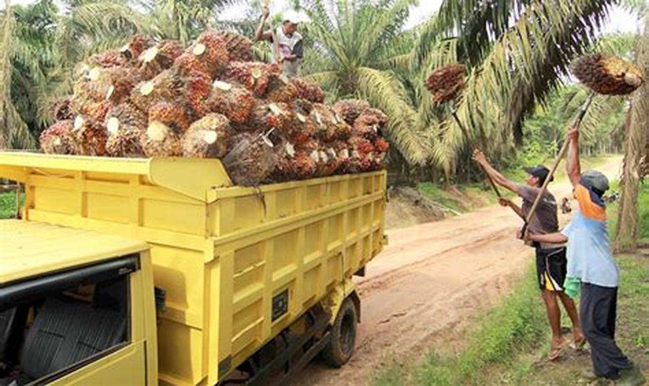 Daftar gaji buruh kelapa sawit di kalimantan