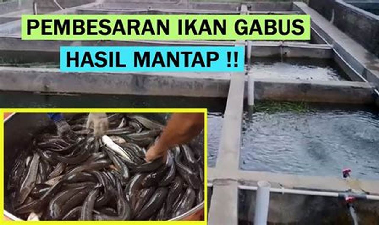 Daftar pabrik ikan gabus