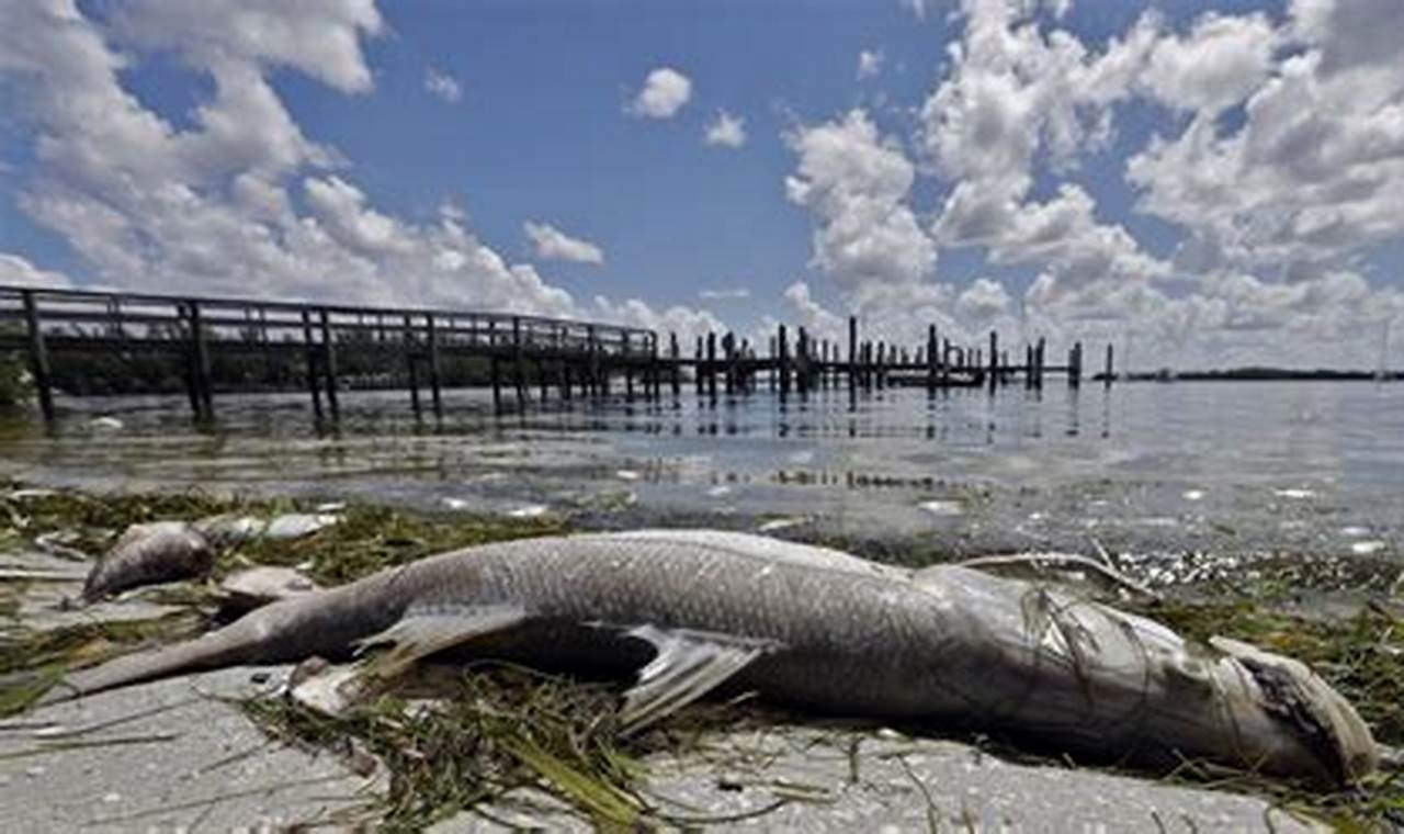 Dead Fish In Florida 2024