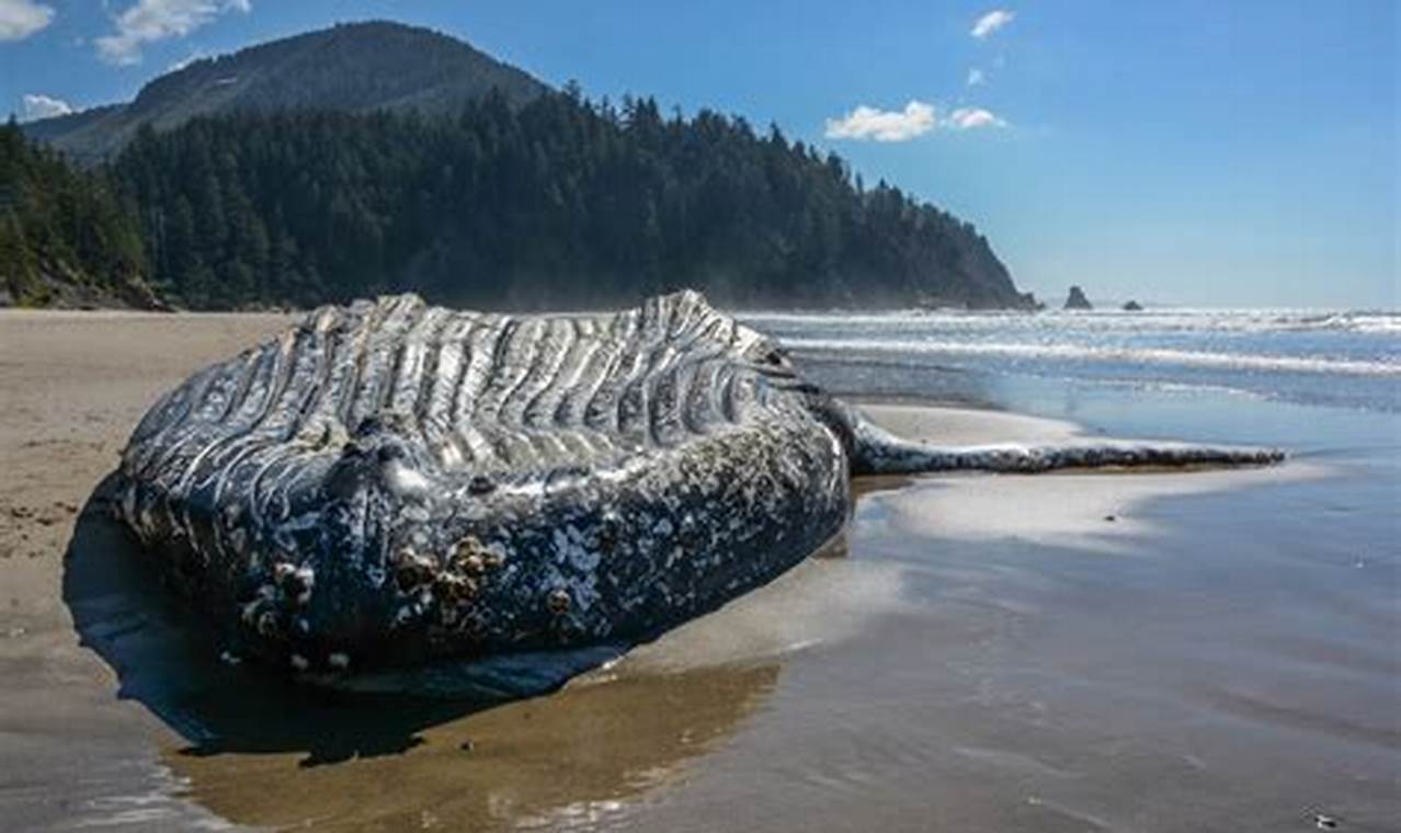 Dead Whale Oregon Coast 2024