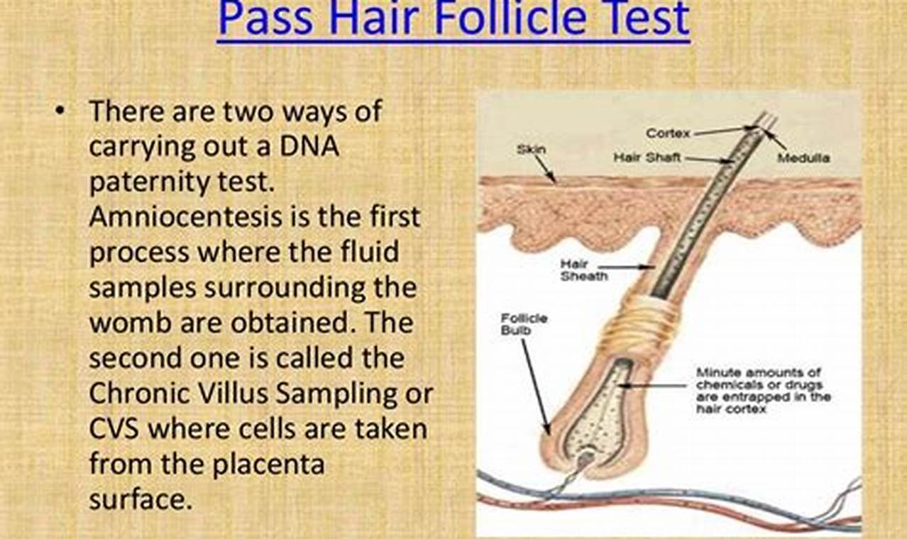 Does Tmc Do Hair Follicle Test 2024