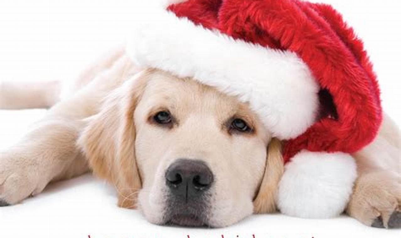 Dog Christmas Cards 2024 Images
