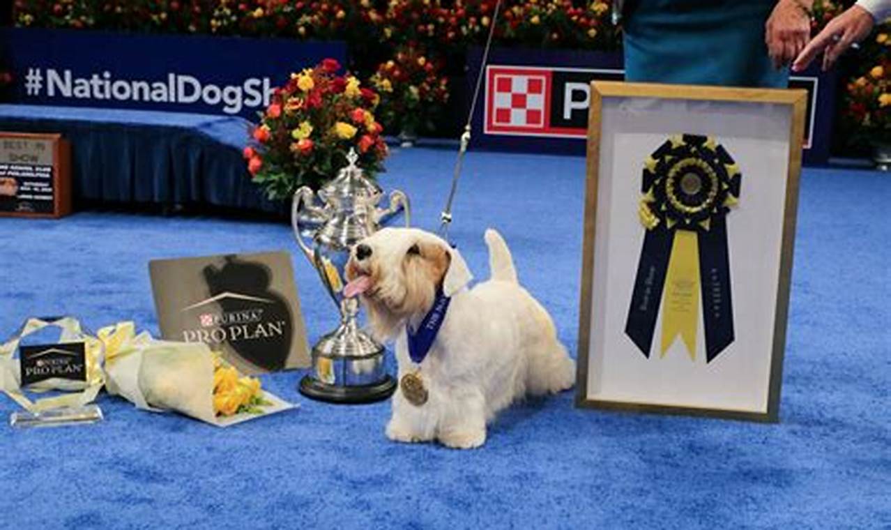 Dog Show Thanksgiving 2024 Winners