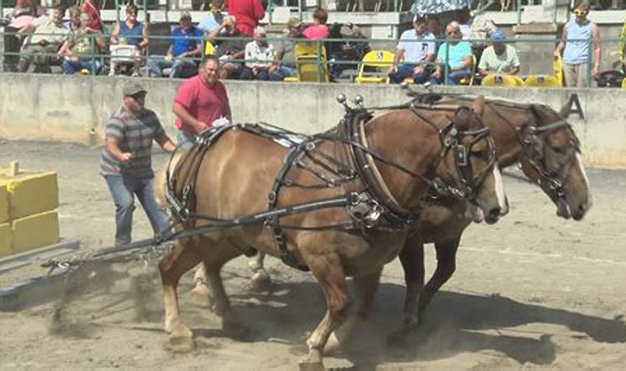 Draft Horse Pulls Schedule 2024