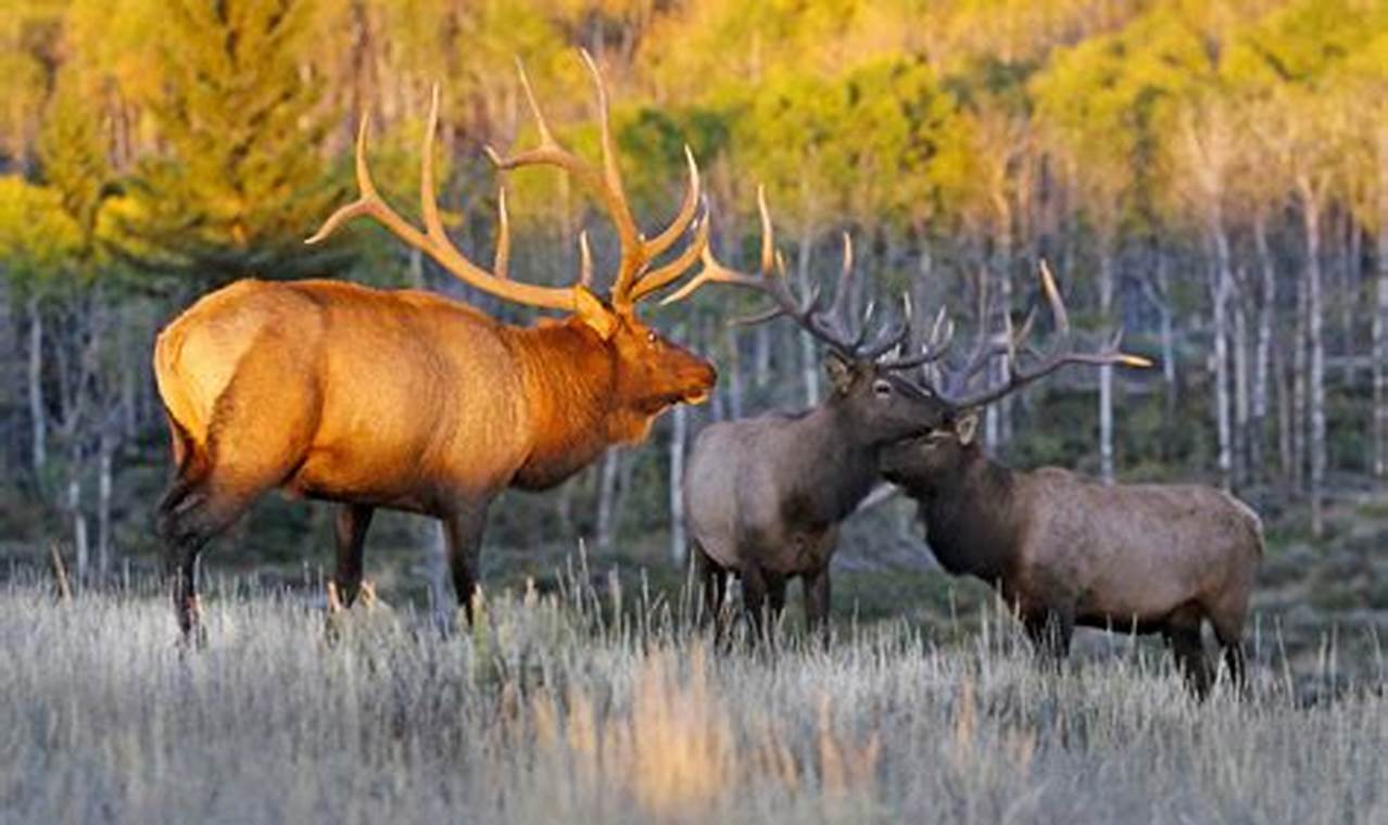 Elk Hunting In Colorado 2024