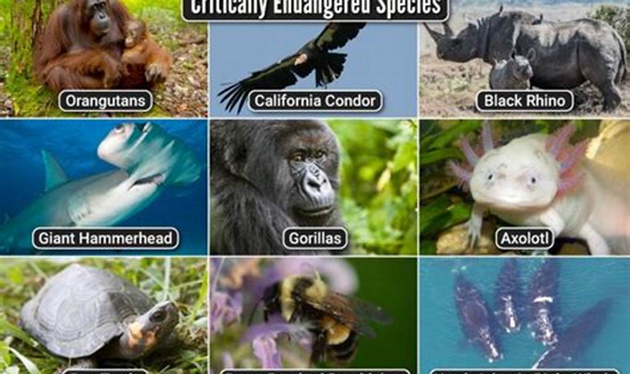 Endangered Species In Florida 2024