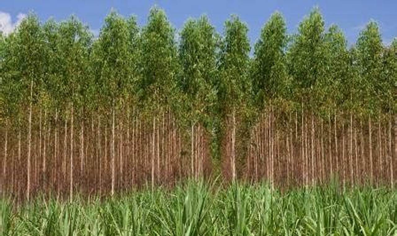 Espécies De Eucalipto Mais Plantadas No Brasil