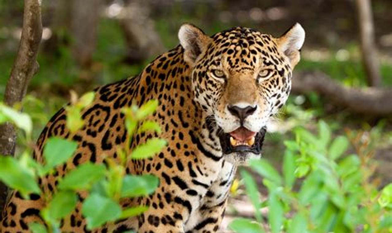 Extinção De Animais E Plantas No Brasil