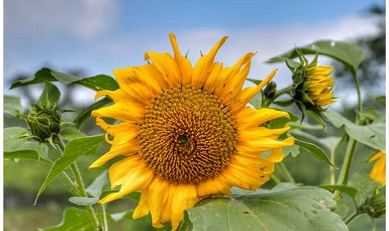 Rahasia Pertumbuhan Bunga Matahari: Temukan Faktor Pentingnya