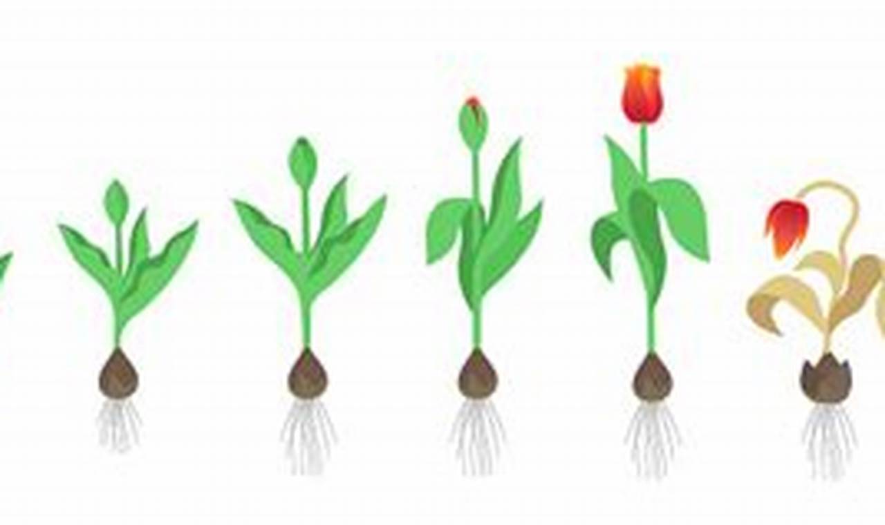 Rahasia Terungkap: Faktor-Faktor yang Mempengaruhi Keindahan Tulip