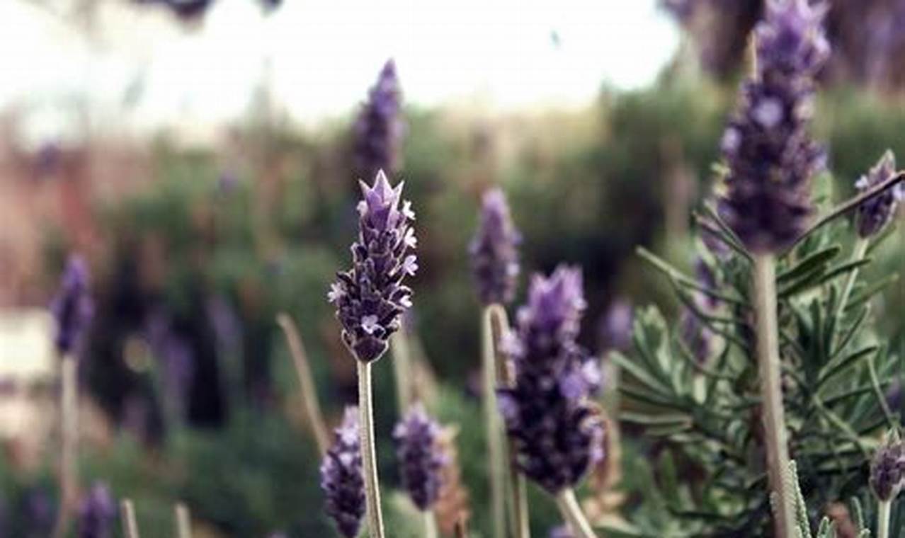 Rahasia Pertumbuhan Lavender yang Terungkap: Temukan Faktor Kunci untuk Tanaman yang Subur dan Harum