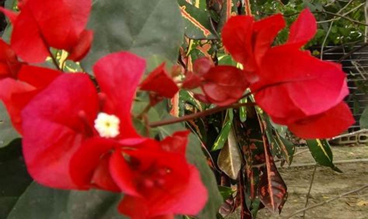Fatec Sp Em Determinada Planta Flores Vermelhas