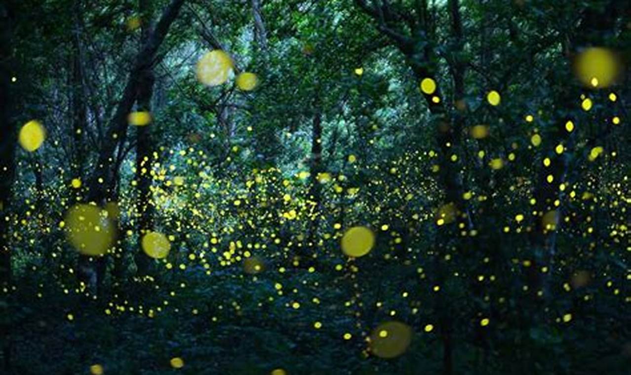 Fireflies In Florida 2024