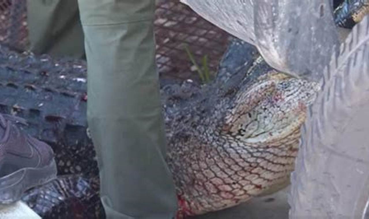 Florida Woman Eaten By Alligator 2024