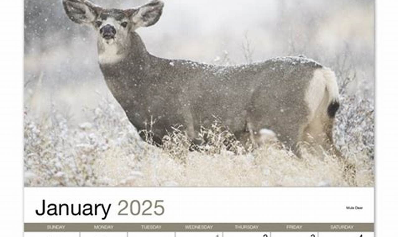 Forest Woodland Animals 2024 Calendar Calculator App