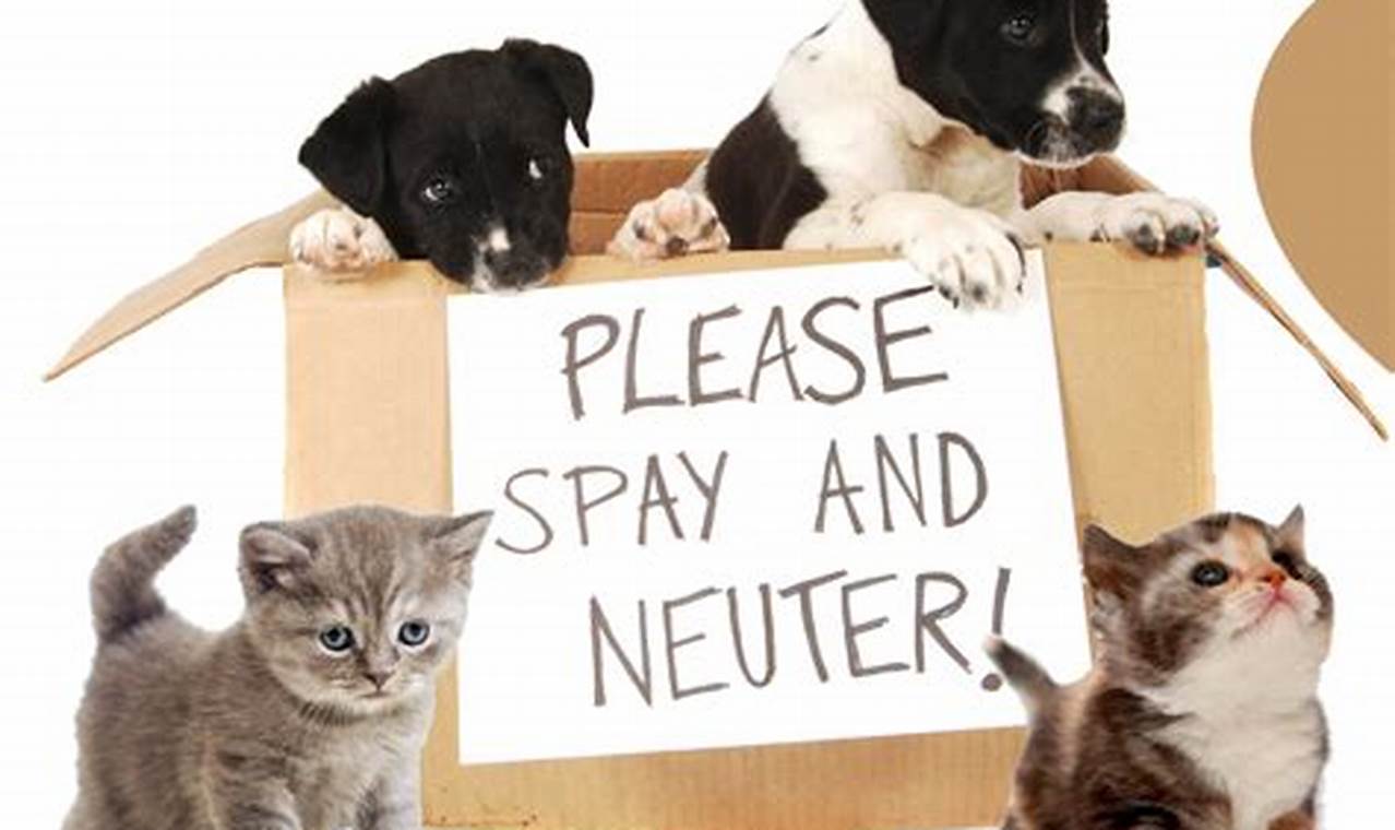 Free Spay And Neuter Riverside County 2024 Near Me