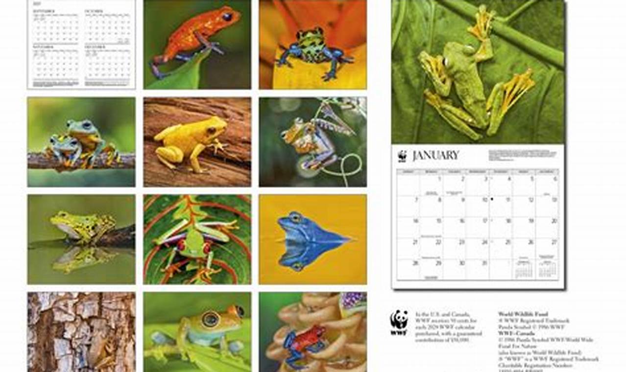 Frog Calendar 2024 Calendar