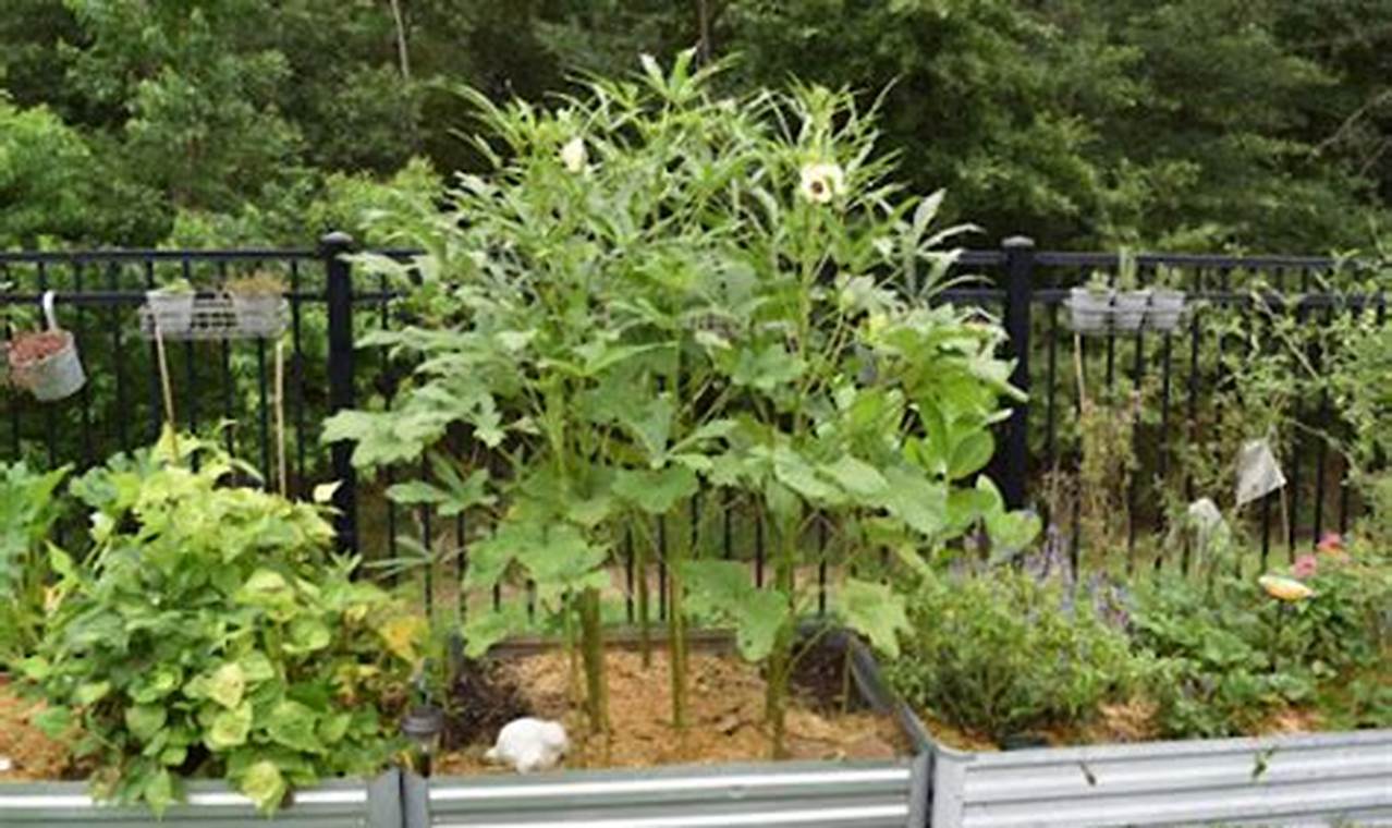 Full Grown Okra Plant