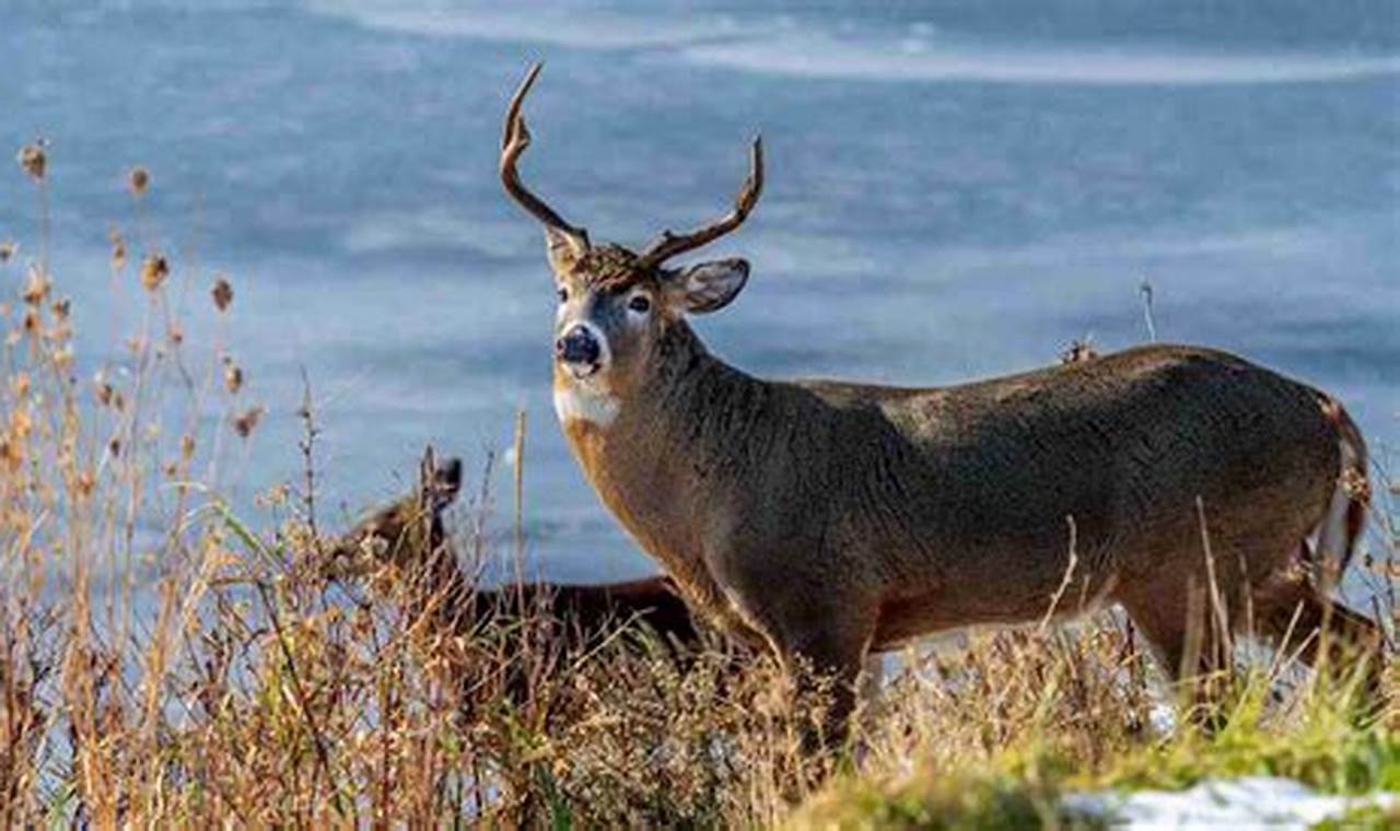 Georgia Deer Hunting Season 2024