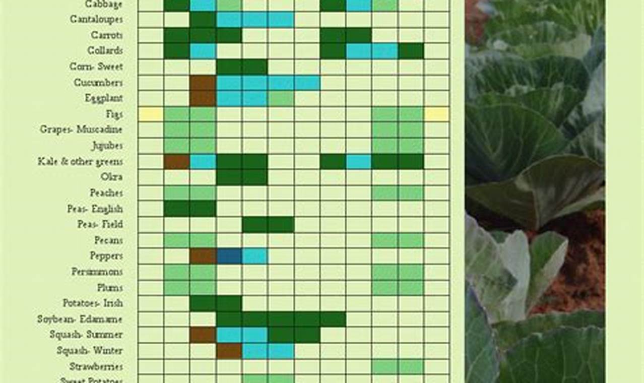 Georgia Vegetable Gardening Calendar
