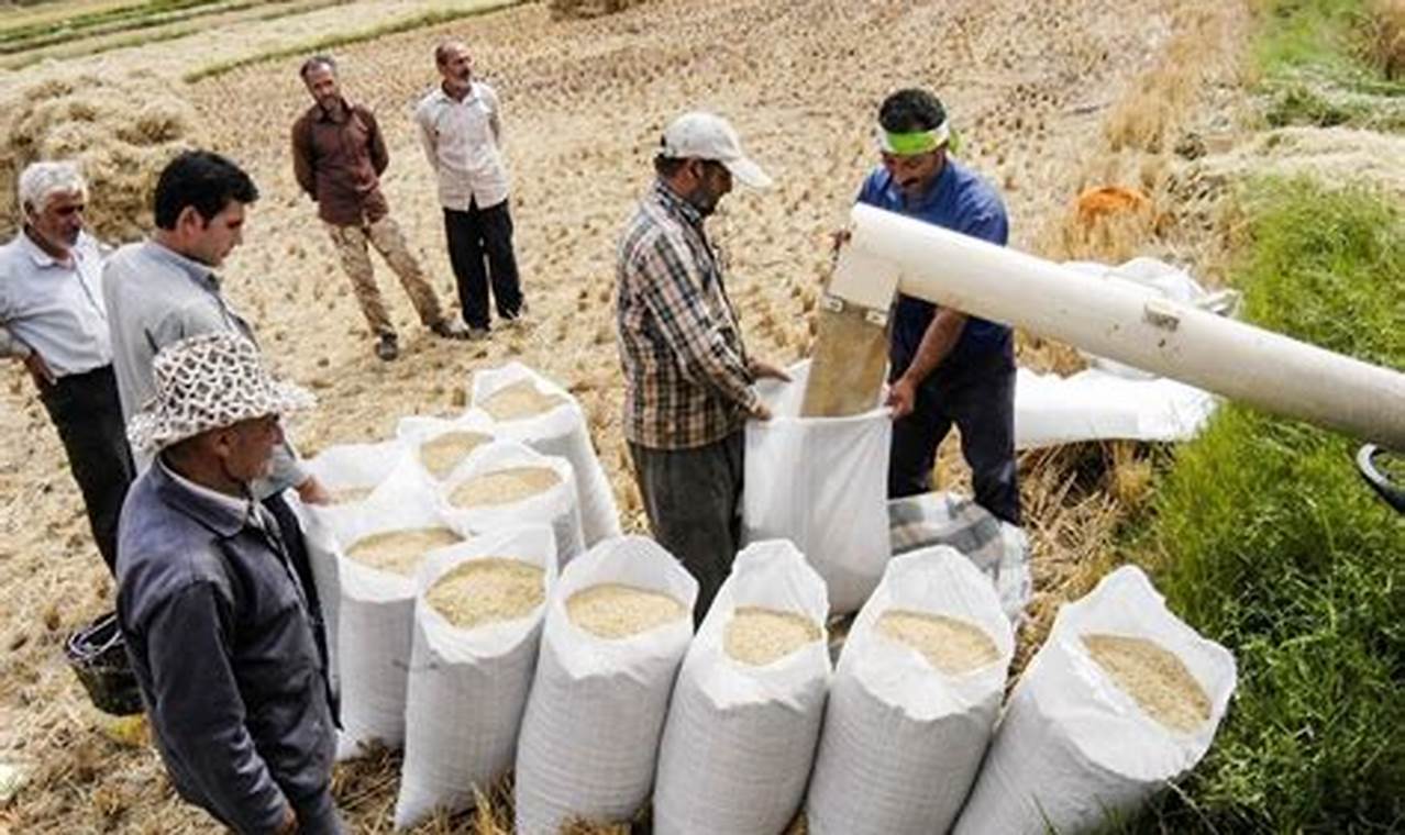 Global Rice Shortage 2024