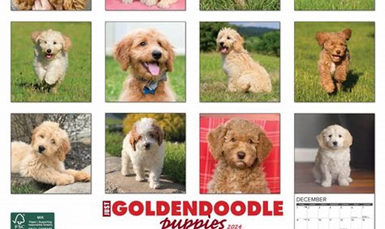 Goldendoodle Calendar 2024 Calendar Google