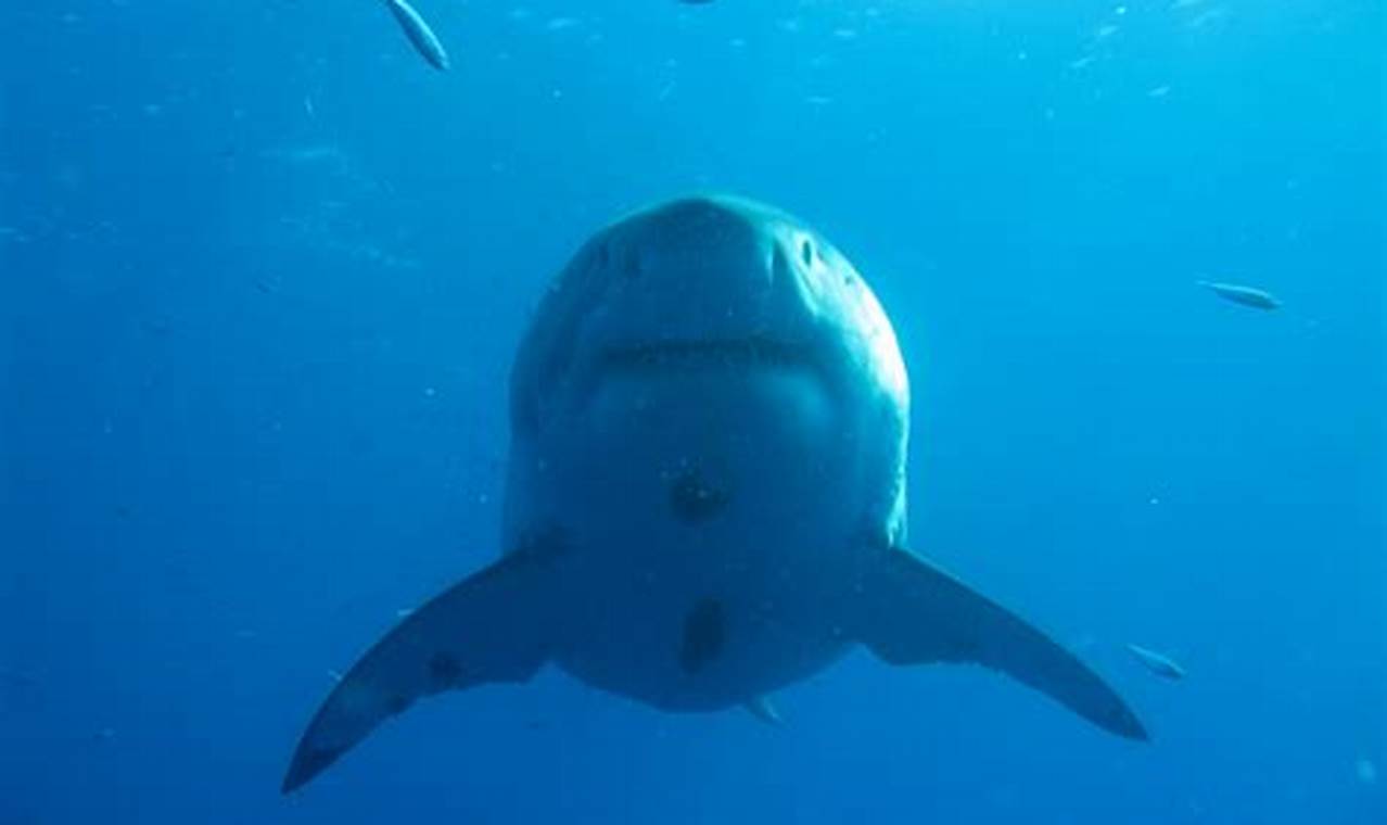 Great White Shark Hawaii 2024