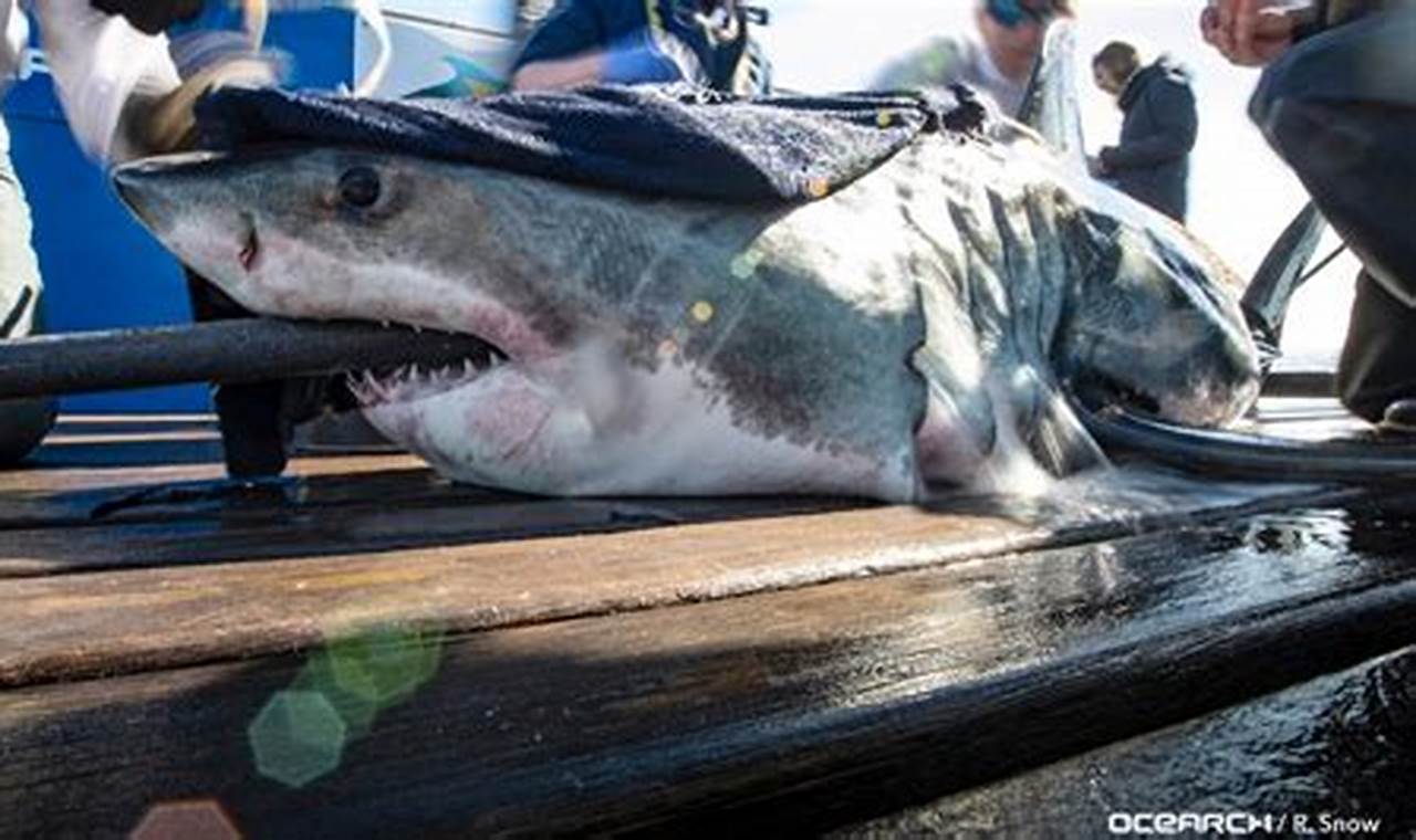 Great White Shark Outer Banks 2024