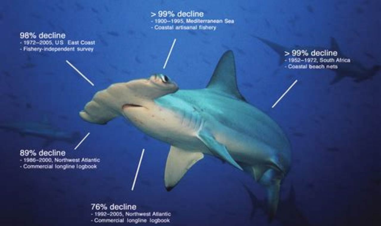 Hammerhead Shark Population 2024