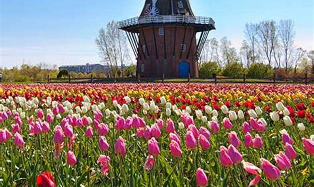 Holland Michigan Tulip Festival 2024 History