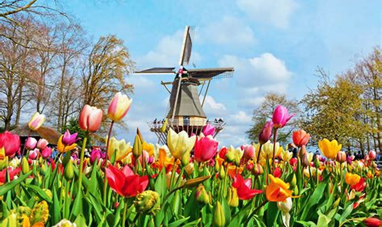 Holland Tulip Festival Netherlands 2024