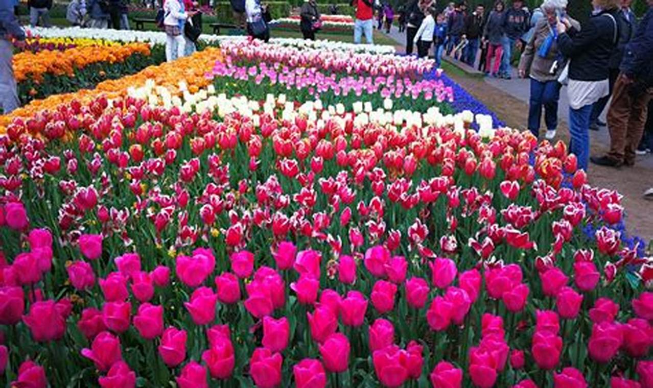 Holland Tulip Festival Netherlands Currency