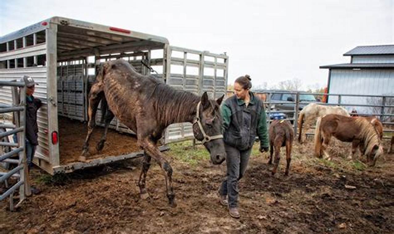 Horse Plus Humane Society Staff Fired 2024